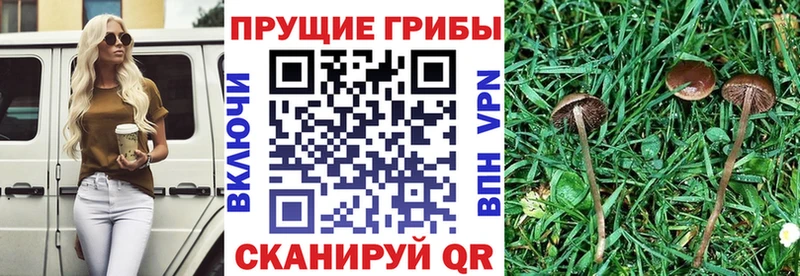 MEGA сайт сколько стоит Октябрьский Галлюциногенные грибы Cubensis